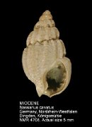 MIOCENE Nassarius cavatus